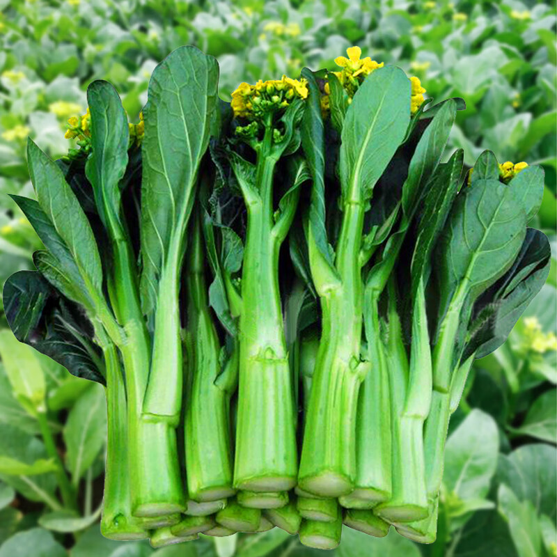 禾之润蔬菜种孑菜籽种大全四季香菜籽种生菜葱种豆角大白菜种子 四九