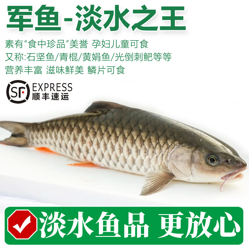 太湖海【淡水军鱼】鲜活溪鱼类 青棍黄石娟光倒刺鲃鲤鱼科 儿童水产