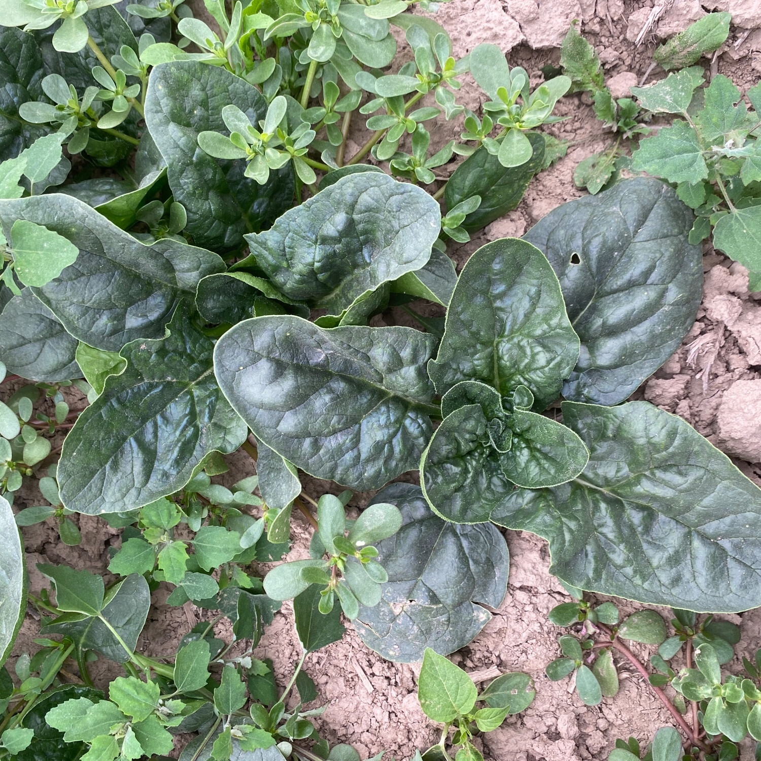 霜打菠菜趴地矮脚当季蔬菜河南趴地菠菜新鲜菠菜 新鲜菠菜3斤