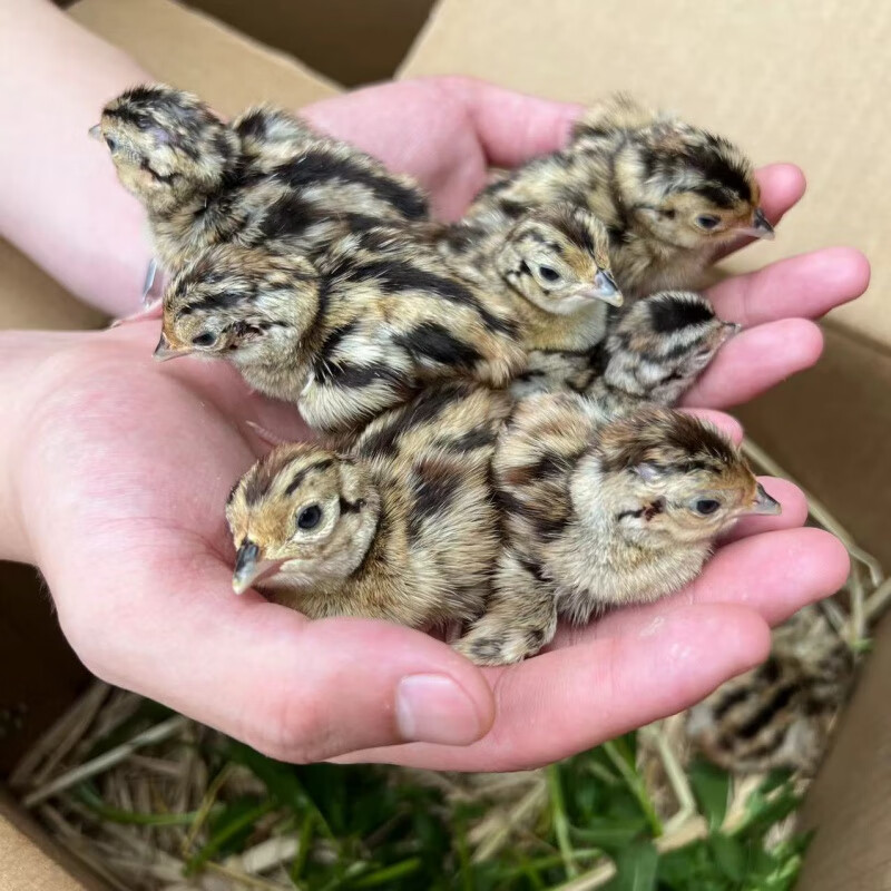 正宗七彩山鸡出壳苗幼崽纯种小山鸡幼仔活体包活到家