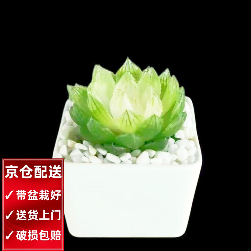 �����ܶ���ֲ������Ժ�С��׮��ͷ��Ʒ����챦ʯ�ҵ�����¶���Ի��� ������(4-6cm) �״���6.5cm�Ժ÷��� 15.9Ԫ