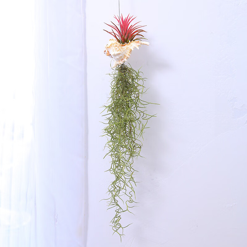 姒桀空气凤梨鲁布拉无土植物老人须空气草墙壁吊挂室内垂吊绿植花