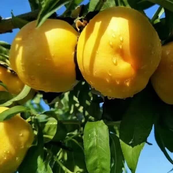 正宗山东蒙阴蜜桃新鲜水果（4.5斤）自家果园现摘现发【水蜜桃】 4.5斤普通箱
