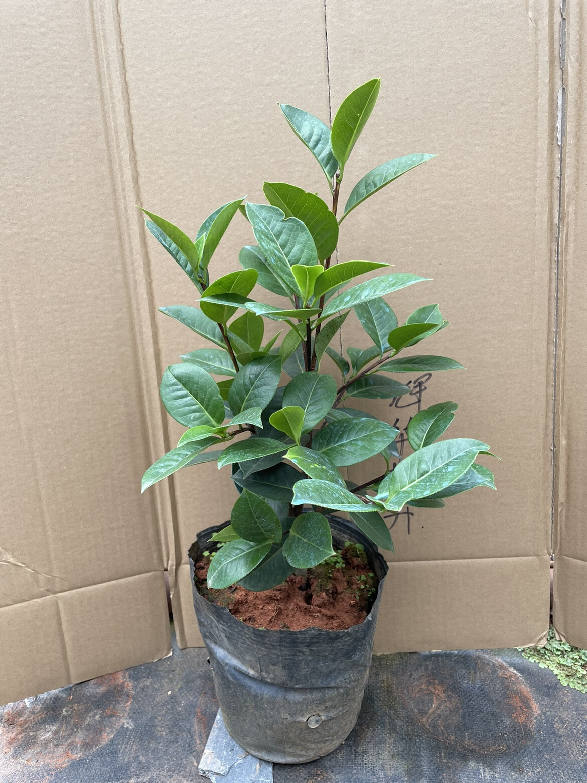 云南茶花  4年恨天高 名贵精品传统靠接苗   壮苗 恨天高 4年苗 带