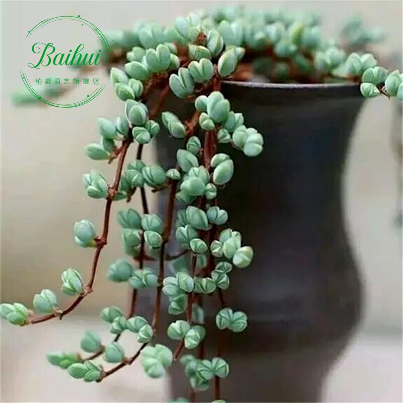 ��ũ���� ֲ�� ������� ����칫�������Բ����� ������(����4-6cm) 3.8Ԫ