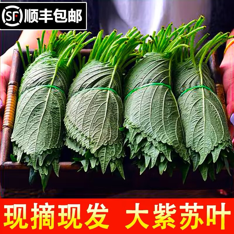 新鲜苏子叶包饭叶韩式烤肉紫苏叶蔬菜粘豆包叶蘸酱菜散装紫苏叶 1斤