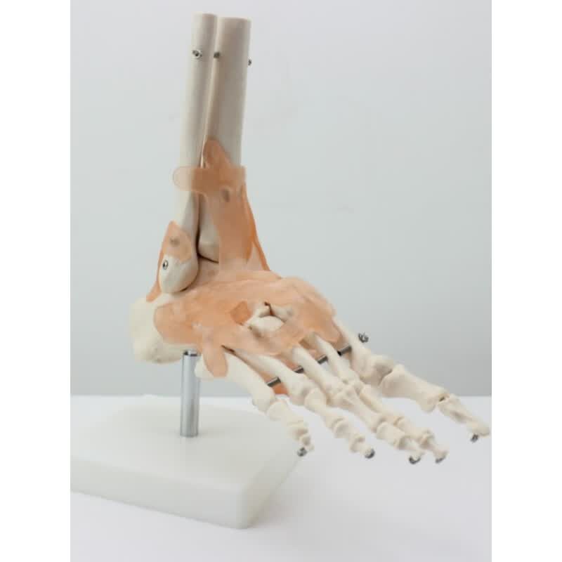 脚关节附韧带模型人体足关节踝关节骨骼运动解剖手足外科骨科关节解剖