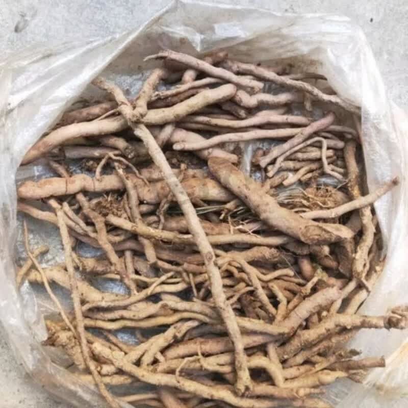 中药材新鲜还阳参 万丈深 奶酱参 铁扫帚新鲜现挖发货原料 新鲜250g