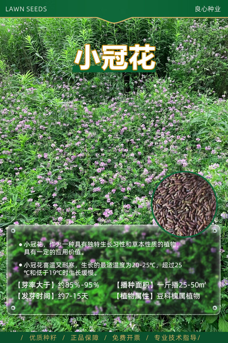 懒人熊小冠花种子多变灌木护坡固土花卉绿化工程地被植物庭院四季易