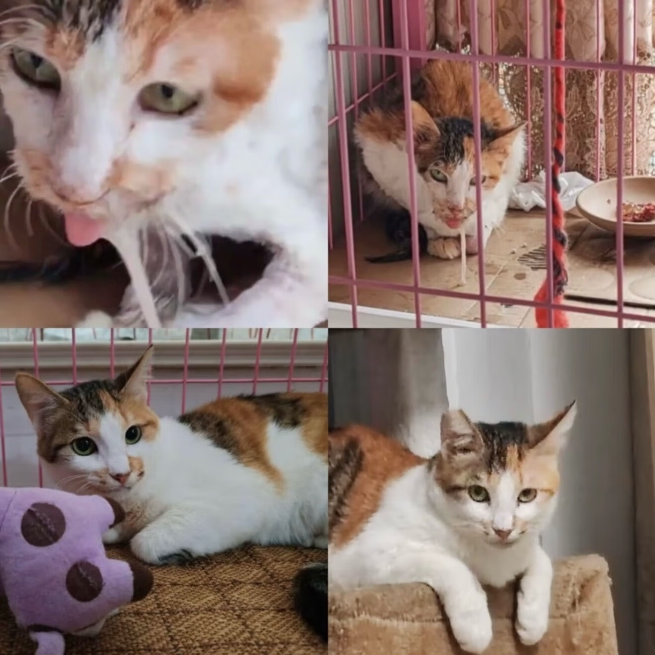 猫2801腹传冠状杯状口炎定制绿色胶囊确诊无效包退可顺丰次日达 【10粒散装】3公斤猫可用15-20天