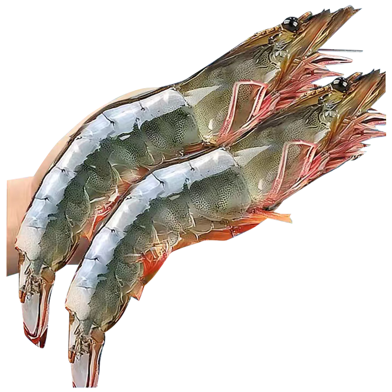 龙味福 虾南美厄瓜多尔白虾特大虾青虾海捕基围对虾冰虾冻虾海鲜水产 【中号无冰】14-16cm 3斤(净重)  【无冰】单只冻