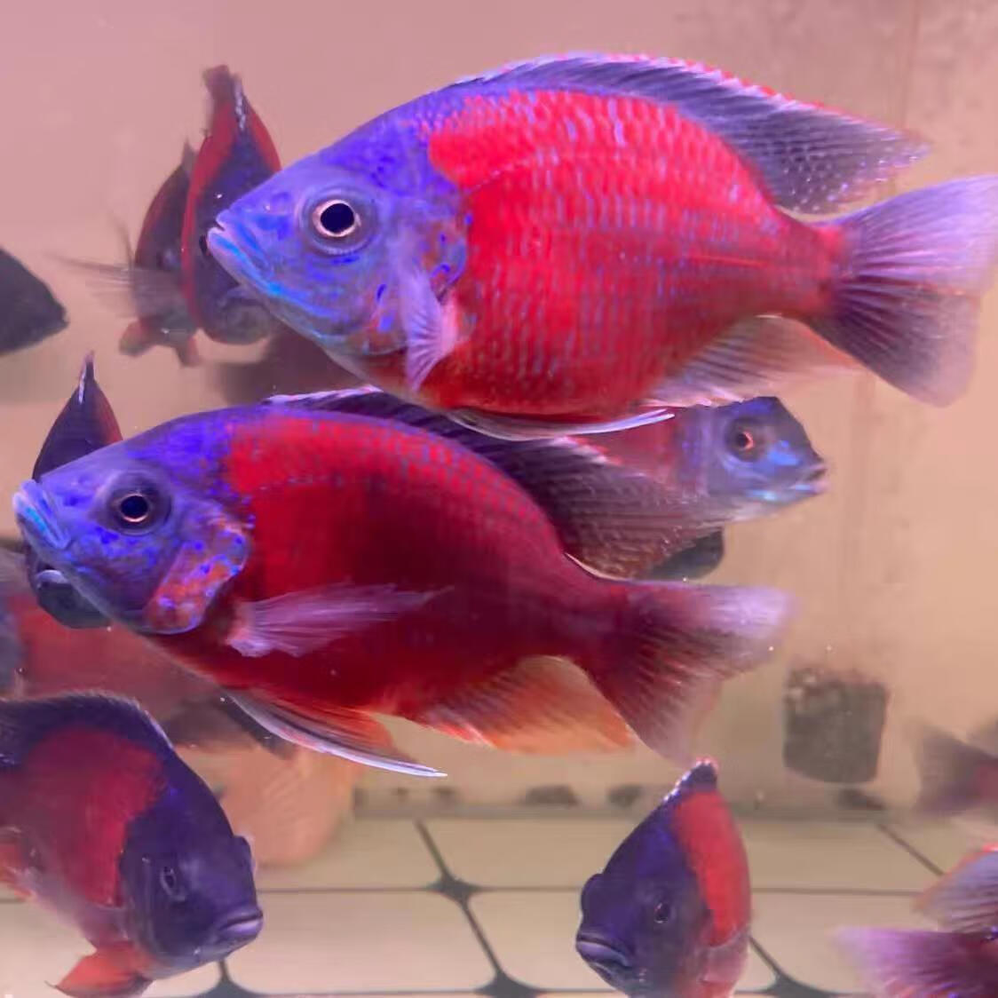 蓝面财神鱼蓝茉莉三湖慈鲷热带大型龙虎配鱼鲷科鲜艳观赏鱼 蓝面财神8