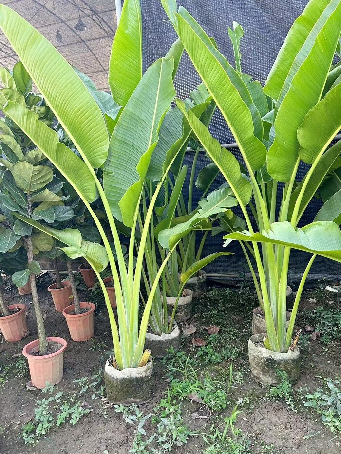 shxi旅人蕉盆栽大型室外美人蕉走廊庭院大园阳台耐养易活天堂鸟定制