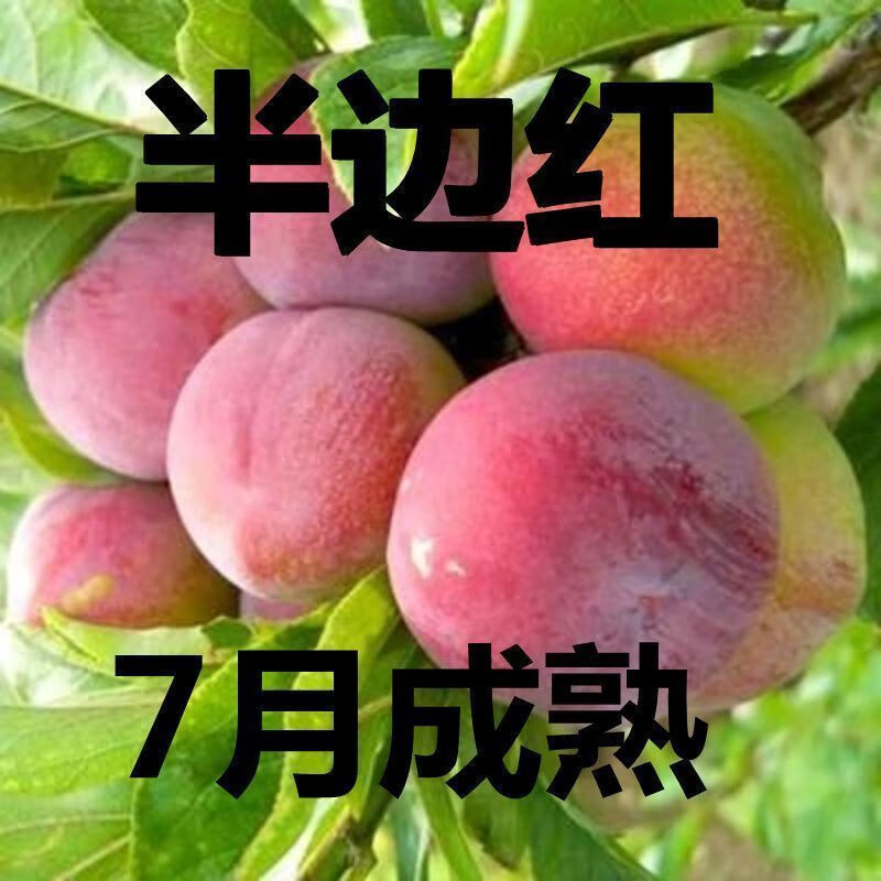 半边红李子树苖当年结果脆李南北方种植四川贵州嫁接李子苖盆地栽 1