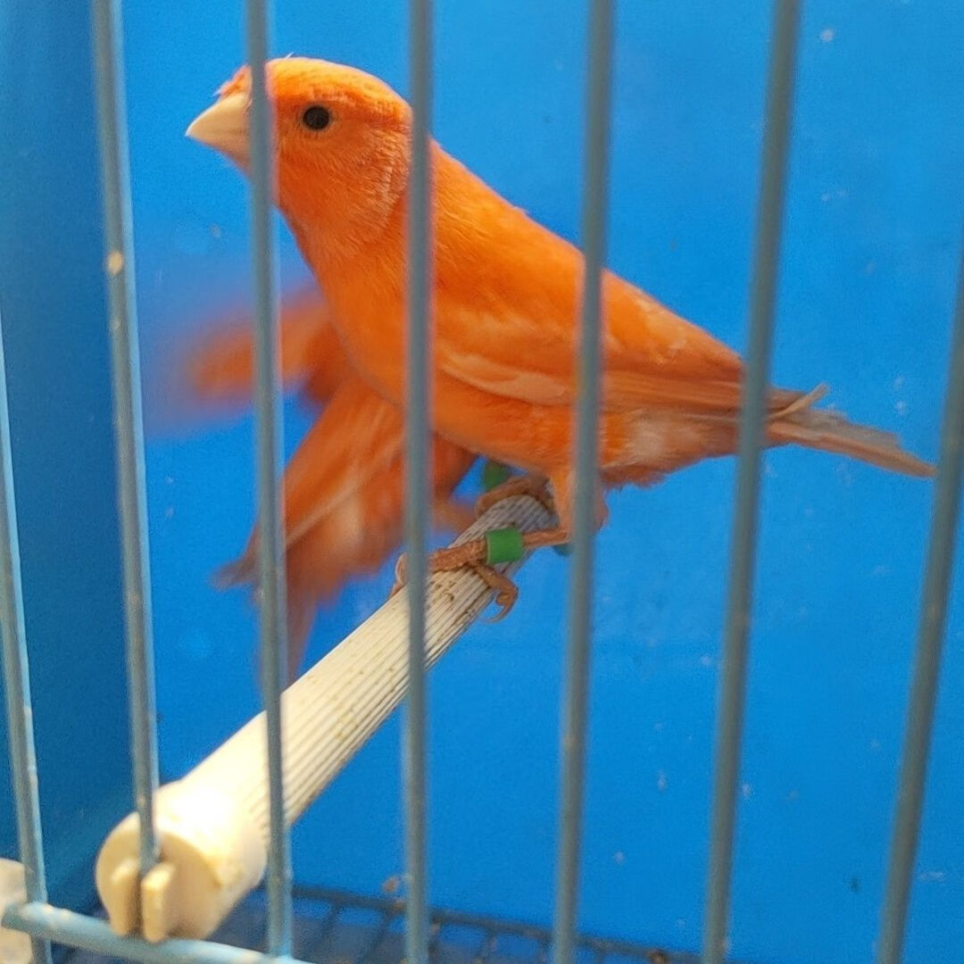 绿桂皮红桂皮紫桂皮马赛克辣椒红白玉鸟黄玉活体 玉鸟上海辣椒红一对