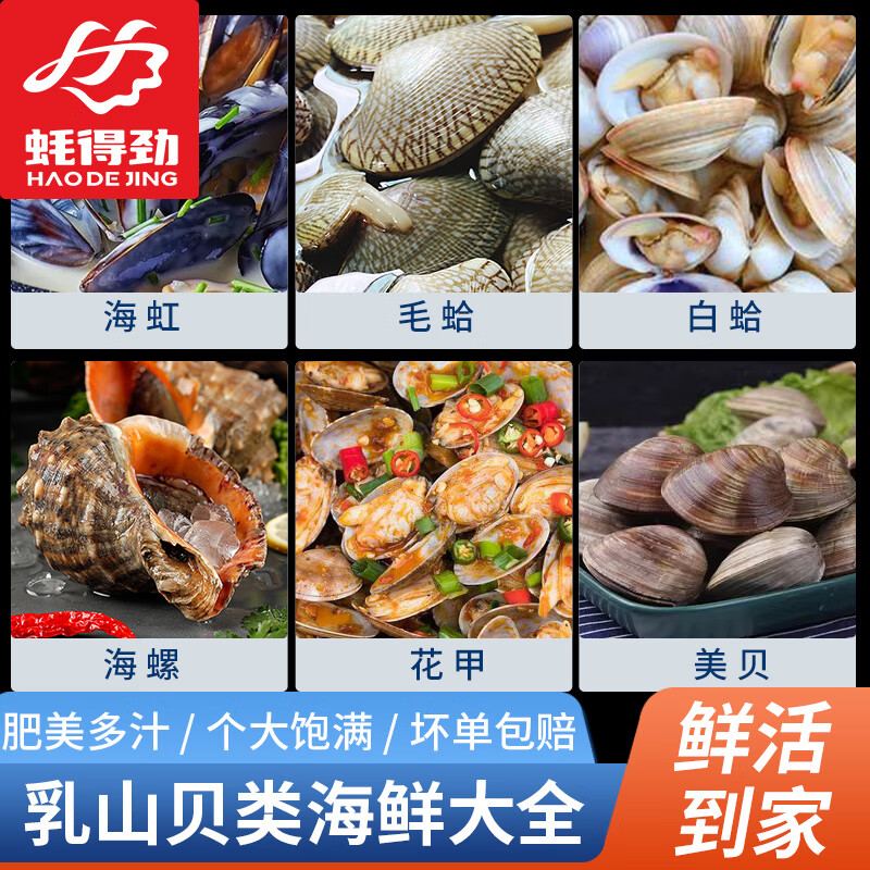 乳山贝类海鲜大全 贝壳大全 海虹 毛蛤 白蛤 海螺  花甲 美贝 贝类