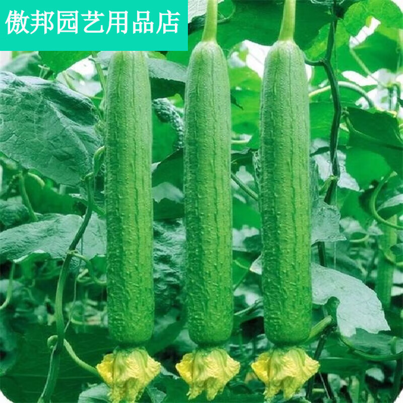茗羽珺玥丝瓜苗早熟肉丝瓜苗秧南瓜阳台庭院黄瓜苗苦瓜秧苗 清香丝瓜