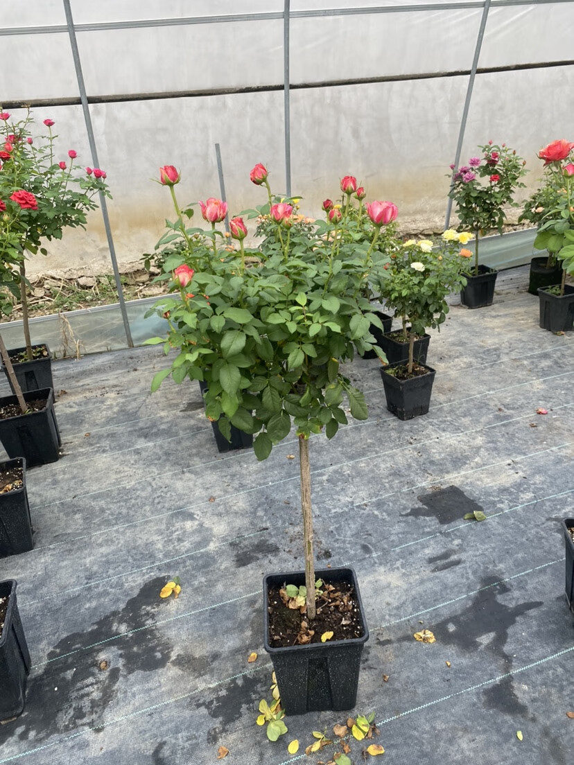 诺娃蓝海月季阳台棒棒糖月季树桩庭院阳台盆栽植物勤花园地栽花卉