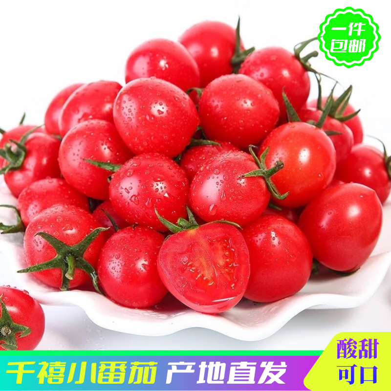 圣女果净重3斤泡沫箱装