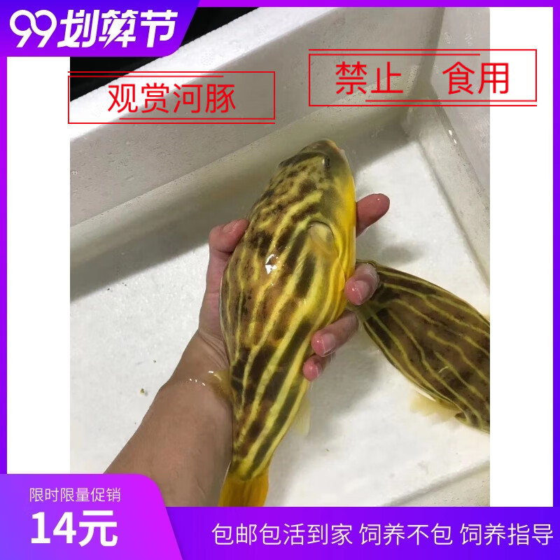 仟芸斑马狗头鱼毛毛皇冠狗头鱼河豚木瓜狗头河豚鱼凶猛热带淡水观赏鱼