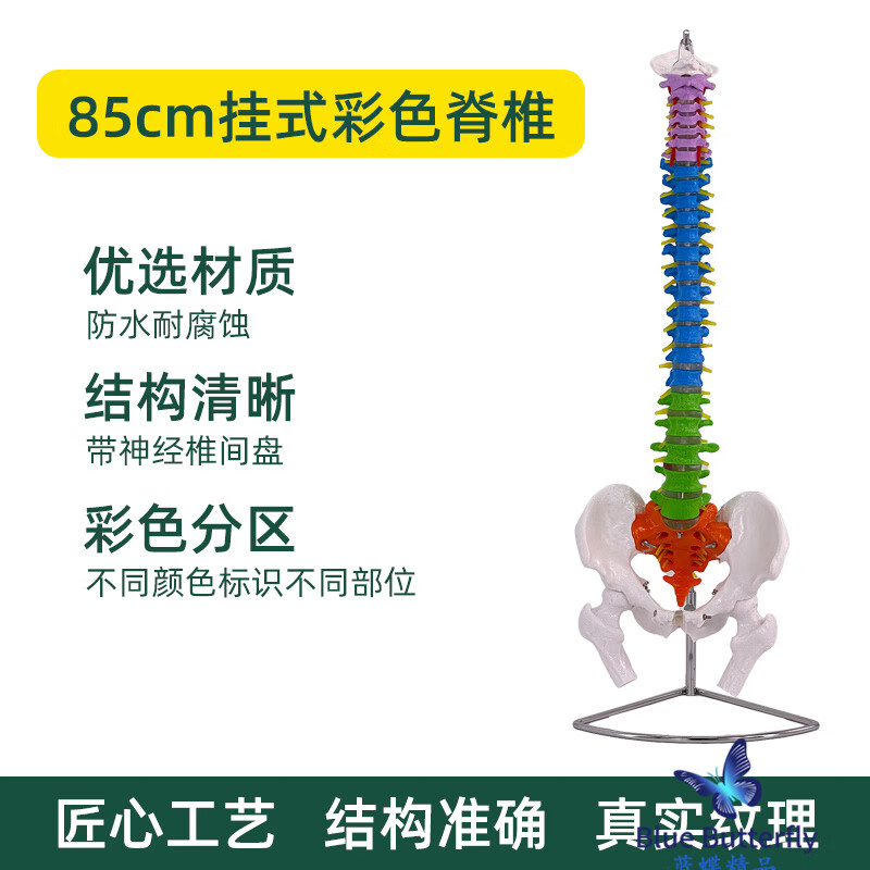 藍蝶45CM人體脊柱模型醫(yī)學正骨練習骨骼模型頸椎腰椎脊椎骨架模型骨盆 80CM彩色脊柱【掛式+骨盆及股骨】