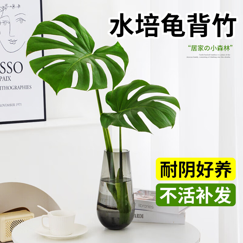 Ҽֲ�걳��ˮ��ֲ�����Դ����׮���ڿ���������ƿ�������������ֲ �걳��50��60cmһ�á���Ӫ��Һ��