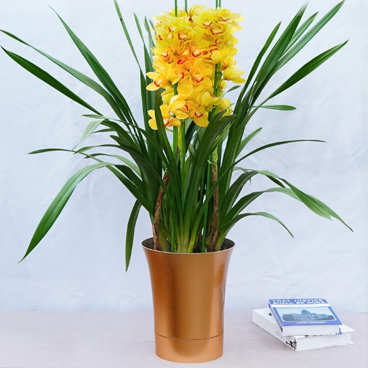 【可闪送】大花蕙兰春节送礼年宵花卉室内兰花盆栽带花苞开花 黄蕙兰