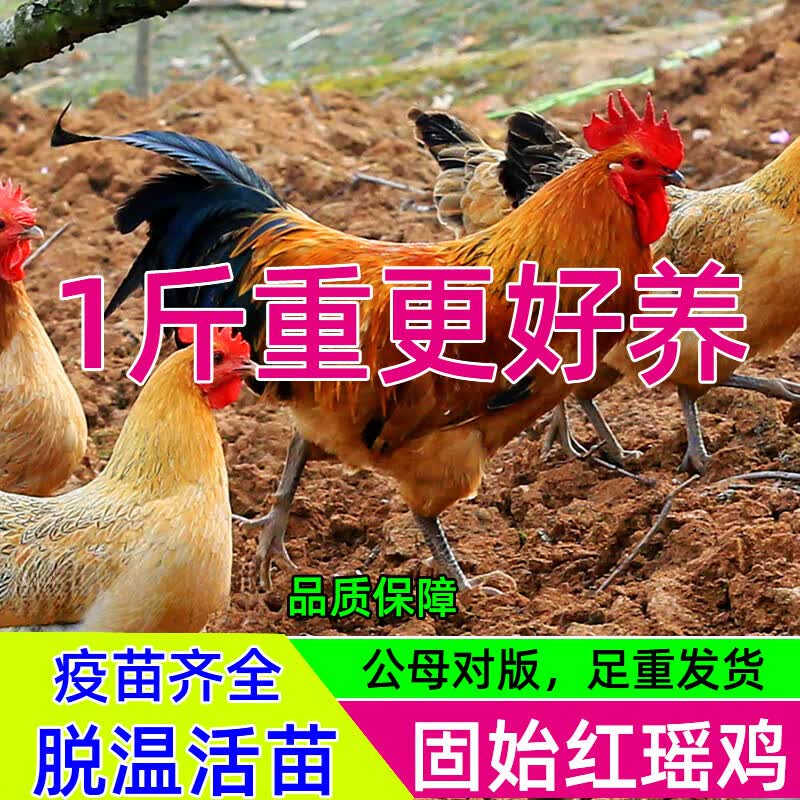 脱温苗正宗红瑶鸡红公鸡土鸡大种红公鸡活苗 一斤四川土青脚鸡6只公