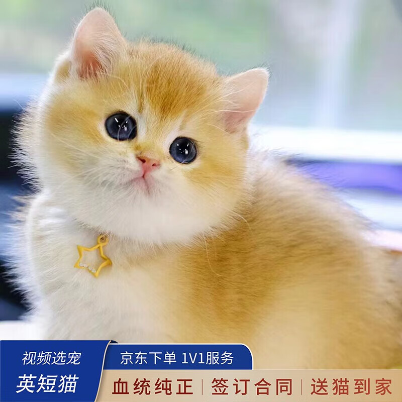 喵然心动【视频选宠】短毛猫金渐层幼猫银渐层猫咪活体蓝金蓝白活泼粘人 宠物级 【金渐层】使用感如何?