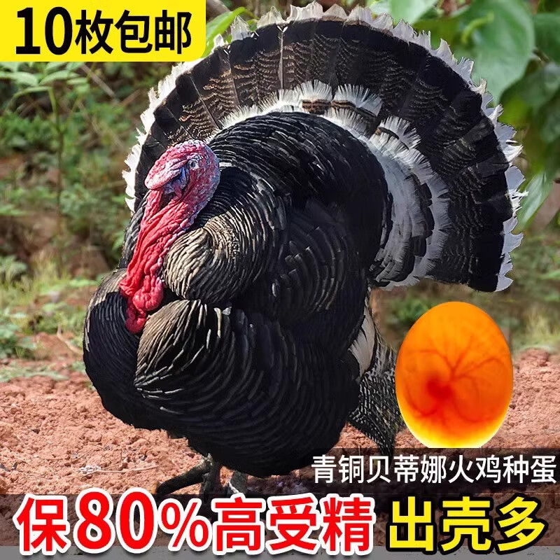 宝诺滋青铜火鸡种蛋受精蛋 可孵化小鸡 贝蒂娜大型火鸡蛋尼古拉 10枚