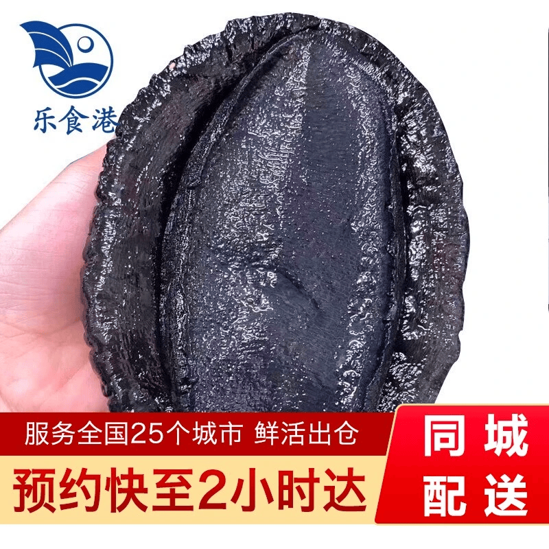 乐食港【活鲜】鲜活新西兰进口黑金鲍大鲍鱼海鲜500-600g/1只