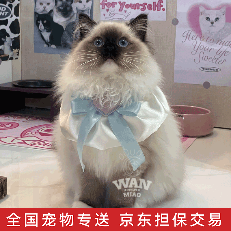 宠物猫咪活体海双蓝双山猫布偶蓝眼睛长毛仙女猫 宠物级 重点色布偶猫