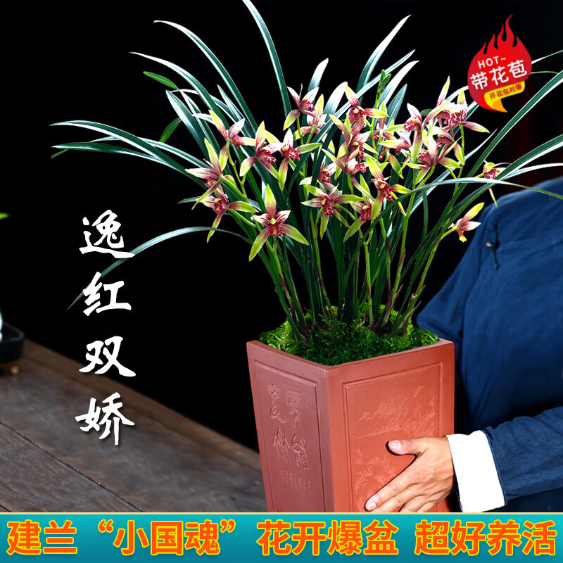 劉閣蘭花兰花建兰四季兰 小国魂 现带花苞出售浓香四溢室内外花卉盆栽