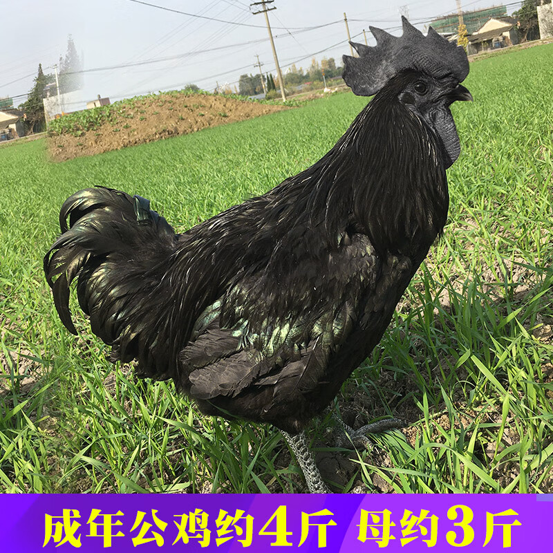 纯种五黑一绿鸡种蛋受精蛋可孵化高产绿壳土鸡芦花鸡种蛋鸡苗批发 20