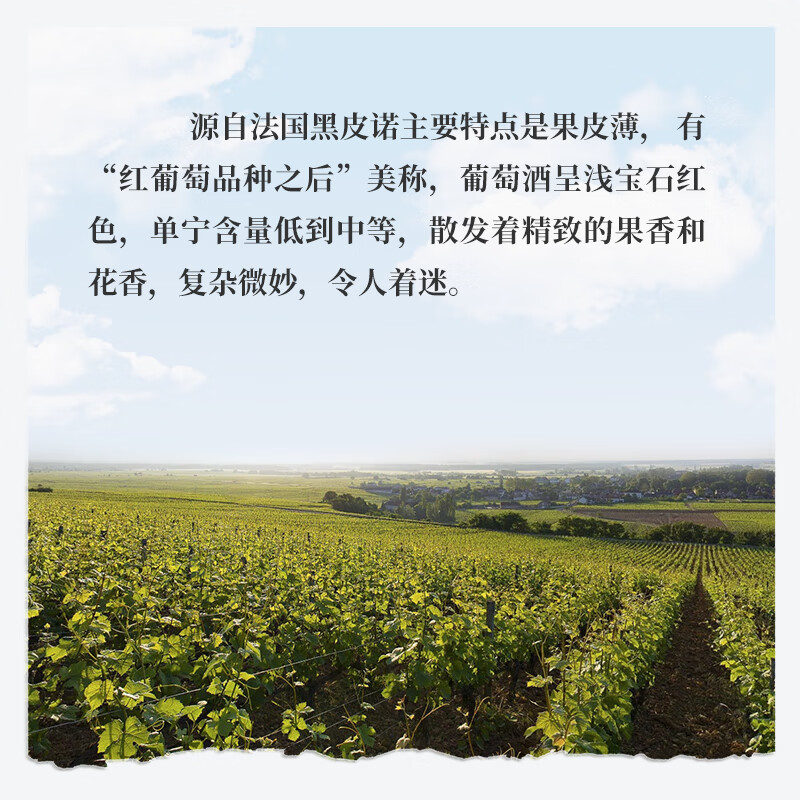 洲影酒庄勃艮第酒庄法国原瓶进口红酒 干红葡萄酒13度送礼 【六支整箱】黑皮诺干红-2018年