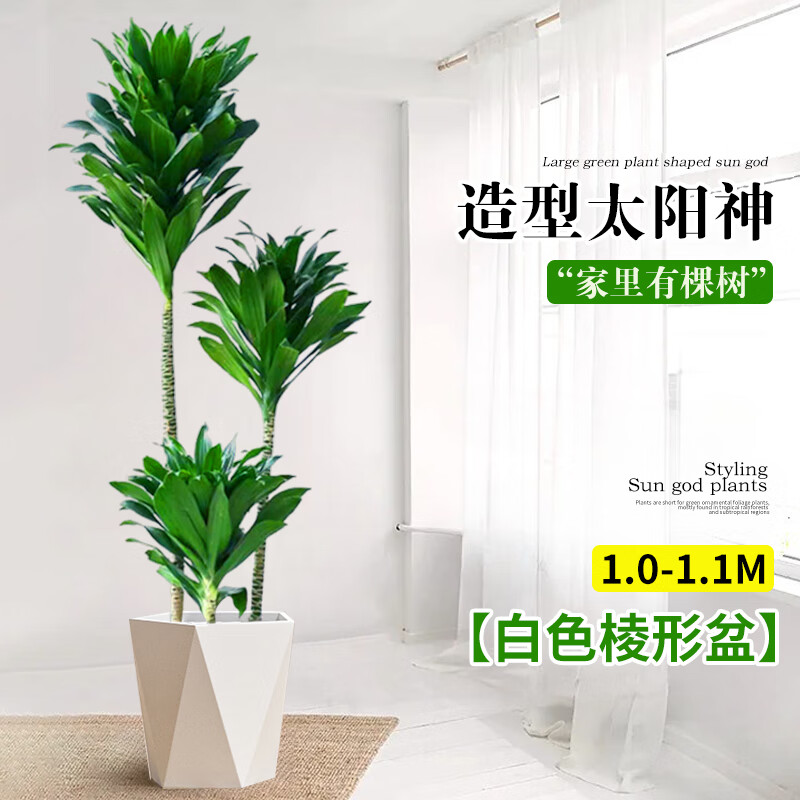 嘆為觀止 大型盆栽 單桿辮子發(fā)財(cái)樹天堂鳥綠蘿散尾葵辦公室內(nèi)開業(yè)喬遷禮品 三頭太陽神1-1.1米【菱形盆】 含盆