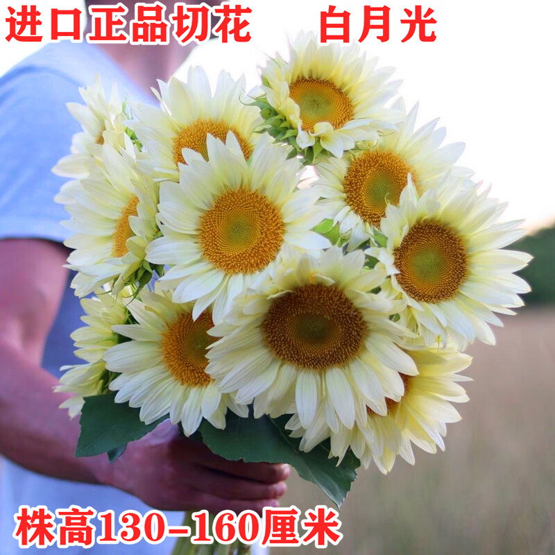红人迷白月光进口切花向日葵种子籽四季观赏美国白色恋人黑心夜葵花种