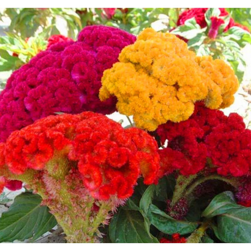 细辛室外花种子大花鸡冠花耐寒耐阴花籽庭院花卉种子四季开花易活花苗