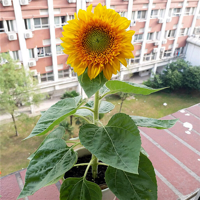 矮生向日葵100粒 种植肥料