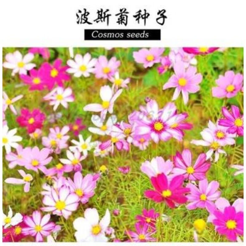 玛格丽特花种子太阳花小雏菊非洲菊种孑各种庭院花种子籽大全 - 格桑