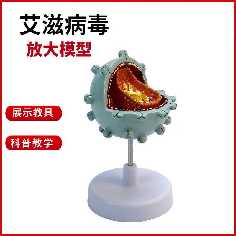 艾滋病毒模型 细胞模型 病毒放大演示模型 人体模型 科普教学 艾滋