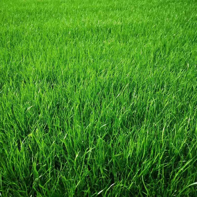 绿化护坡草籽黑麦草高羊茅狗牙根早熟禾草种耐践踏 混播护坡草籽一斤