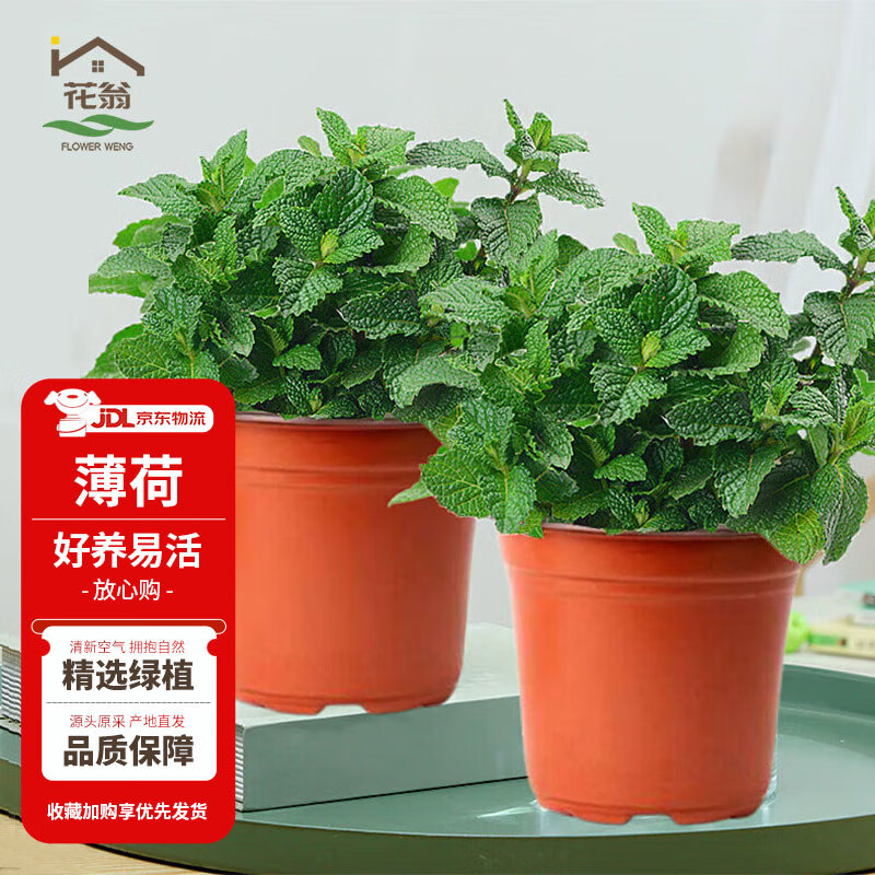 ���� �������Կ�ʳ��ˮ��Ҷ������ֲԴͷֱ�� ���象��2��(������)