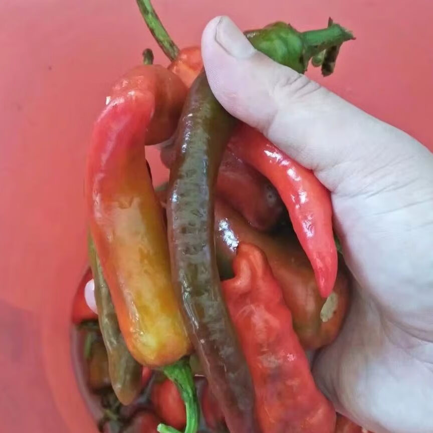 辣椒壳干辣椒婺源本地品种农家自种自晒干辣椒壳 辣椒壳干辣椒婺源本