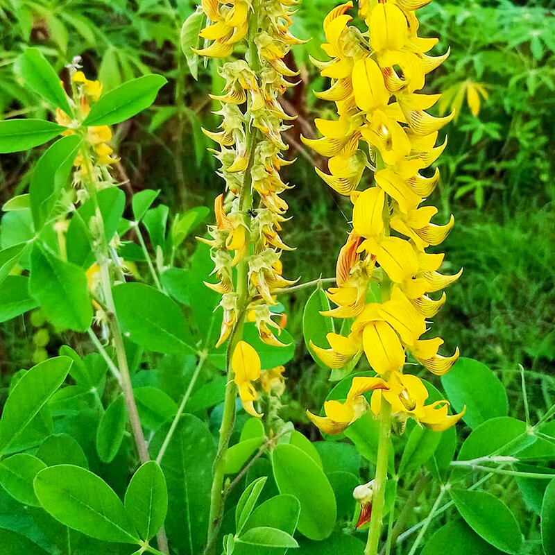苦豆大眼兰野黄豆草青野花生水蓼竹猪豆种子草种牧草 响铃草种籽500克