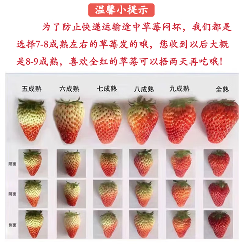 金百粟大凉山新鲜草莓红颜99 水果甜奶油草莓 生鲜礼盒送礼 【顺丰到家】大凉山草莓2盒特大果彩箱送礼