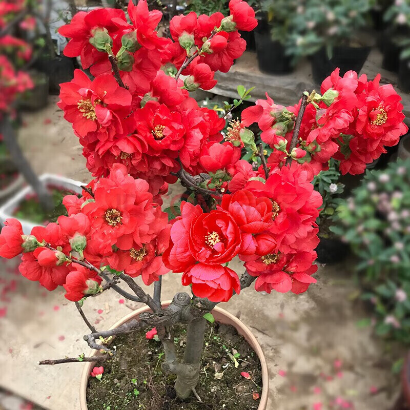 地艺海棠花老桩盆景花苗长寿冠日本海棠花树苗盆栽室内阳台庭院花卉 4