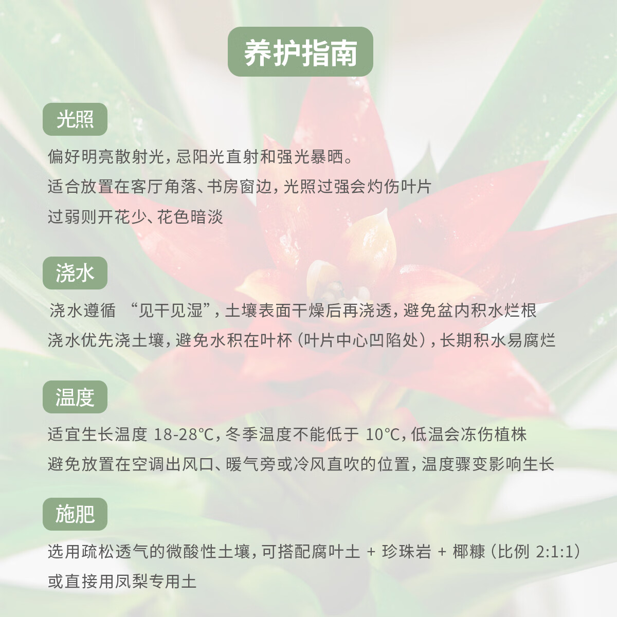 植导引力鸿运当头小红星盆栽室内招财好养花卉绿植 【2盆】小红星+菱格自吸盆