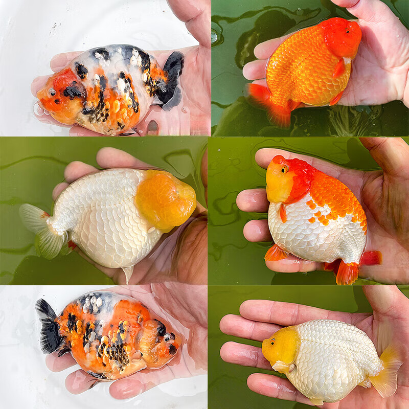 血清精品级奶牛红牛麒麟水墨玉兔鸡血红白紫兰寿金鱼苗观赏鱼风水  6