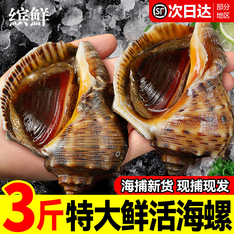 缤鲜 海螺鲜活特大深海响螺海螺肉 新鲜海鲜 现发海螺片顺丰包邮活鲜 大号 1500g （4-6个/斤）